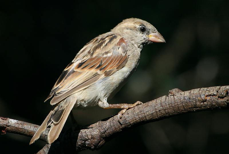 frieda voels 055.jpg - 'n Jong huismossie